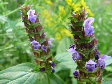 Petites fleurs (environ 1 cm de long), habituellement bleuâtres mais parfois purpurines voire plus rarement blanches. Elles sont disposées de sorte que l'on peut imaginer un cylindre disposé verticalement. Agrandir dans une nouvelle fenêtre (ou onglet)